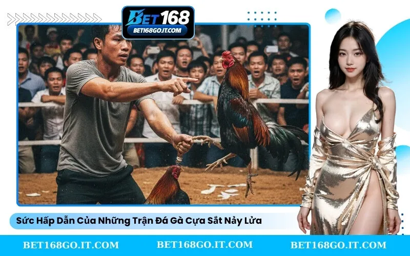Sức Hấp Dẫn Của Những Trận Đá Gà Cựa Sắt Nảy Lửa